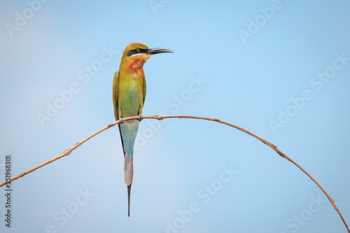 Blue-tailed bee-eater, bird