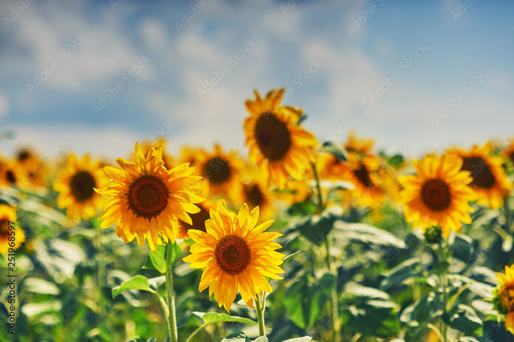 Flowers sunflower close up