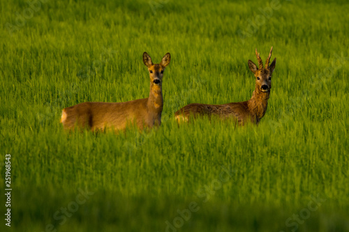 Roe deer on the green grass