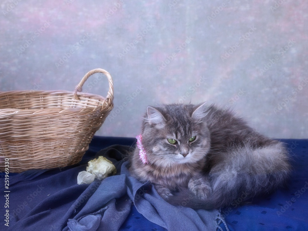 Pretty gray kitty at the basket