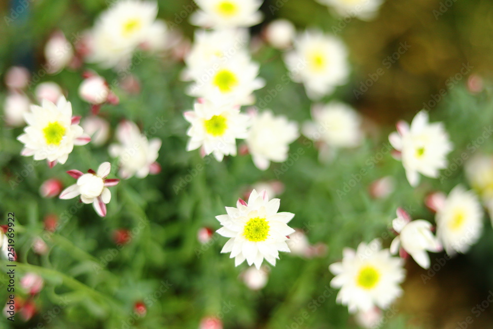 Obraz premium 白い小さな花