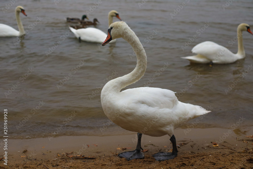Obraz premium The swan is walking along the shore, in the background are three swans and two ducks