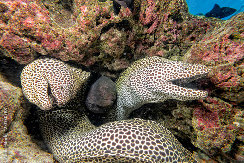 Fotografie three eel mooray portrait