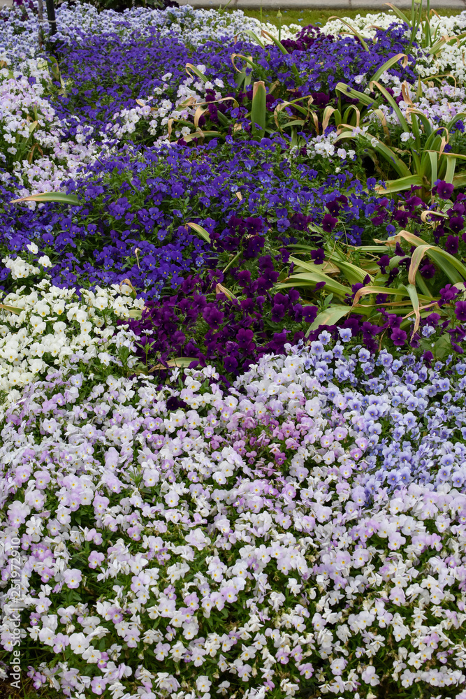 Obraz premium ５色のすみれの花２