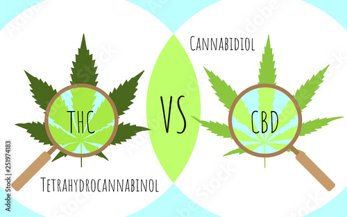 Cannabis leaves through a magnifying glass. Thc vs cbd