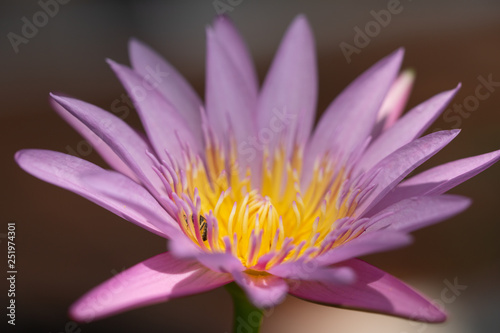 Beautiful Pink Lotus  water plant with reflection in a pond