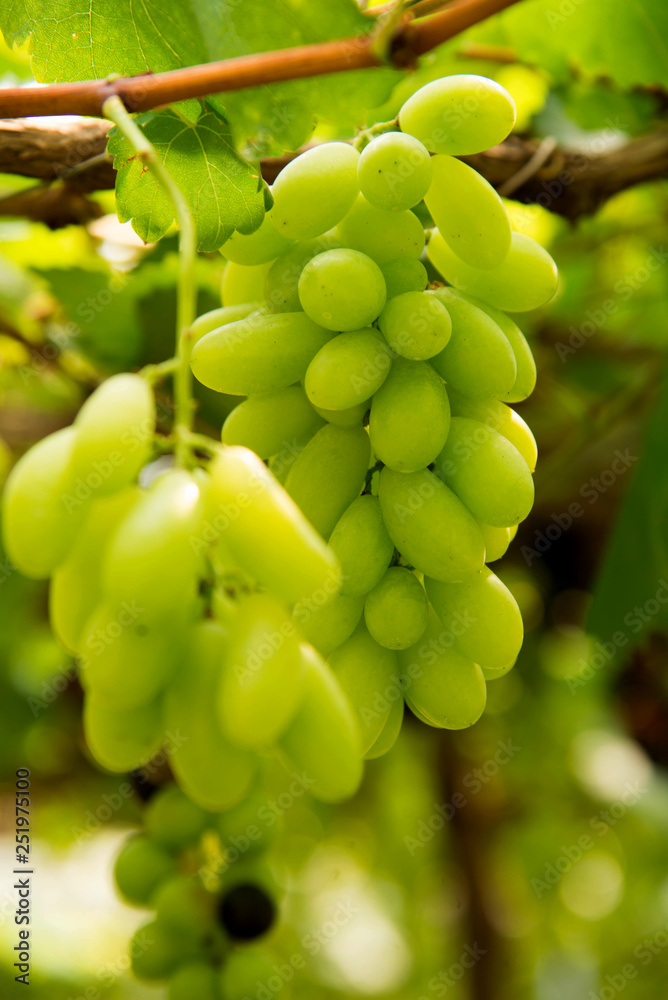 grapes  on tree