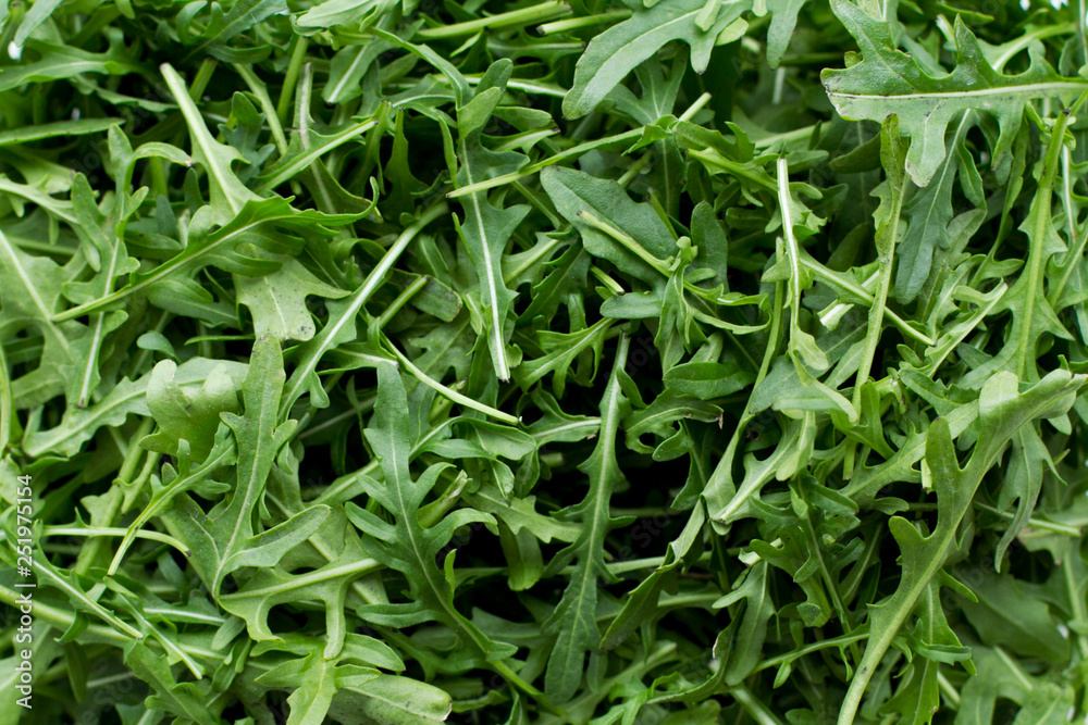 Background of fresh arugula. The concept of food. Background of fresh arugula. The concept of food.