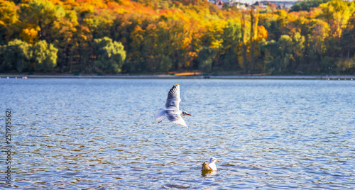 Beautiful forest lake. Autumn sunny day. Nature from beautiful places of the country.