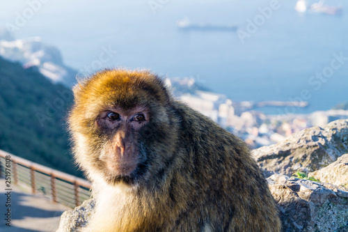 Berberaffe - Macaca sylvanus photo