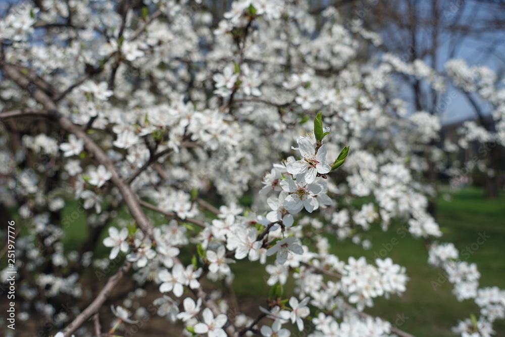 Great number of flowers of Prunus cerasifera in spring Great number of flowers of Prunus cerasifera in spring