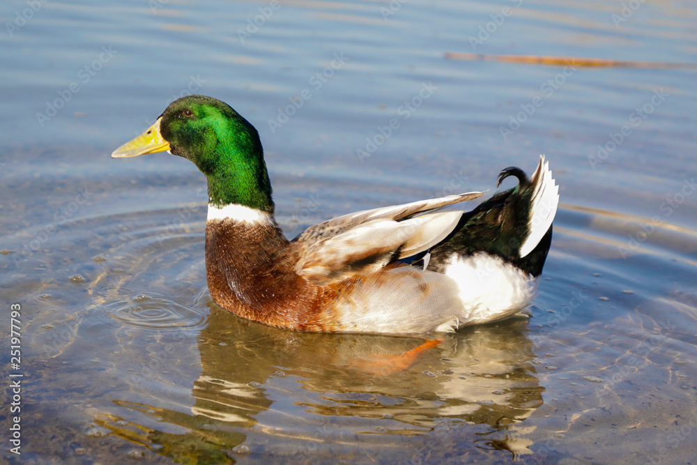 Canard Canard