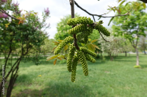 Catkins of common walnut tree in spring