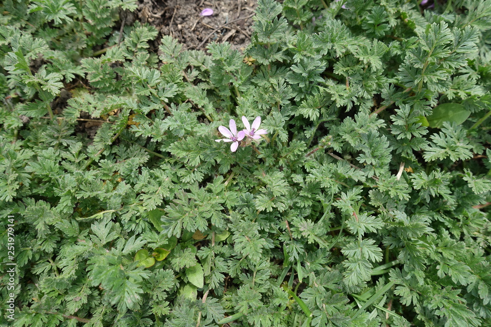 Two pale pink flowers of Erodium cicutarium in spring Two pale pink flowers of Erodium cicutarium in spring