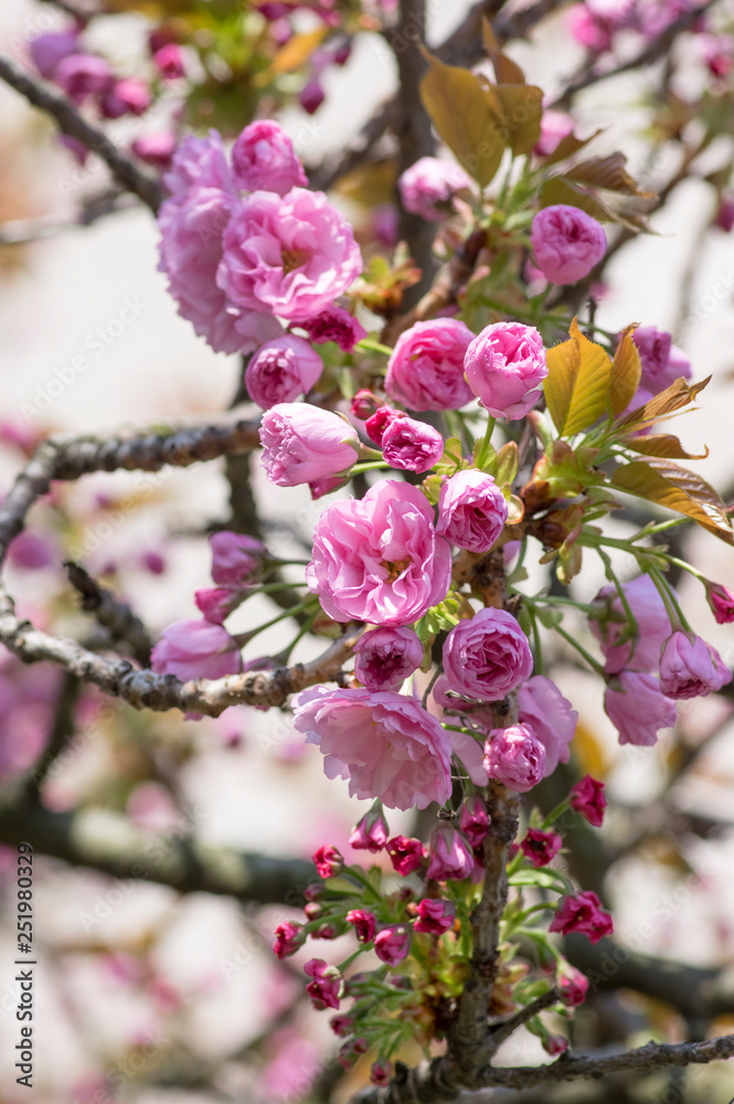 Prunus serrulata japanese cherry sakura tree branches in bloom, ornamental flowering tree with pink flowers nad buds Prunus serrulata japanese cherry sakura tree branches in bloom, ornamental flowering tree with pink flowers nad buds