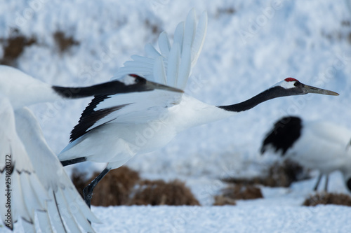 Red-crowned cranes taking off in Kushiro city, Hokkaido, Japan