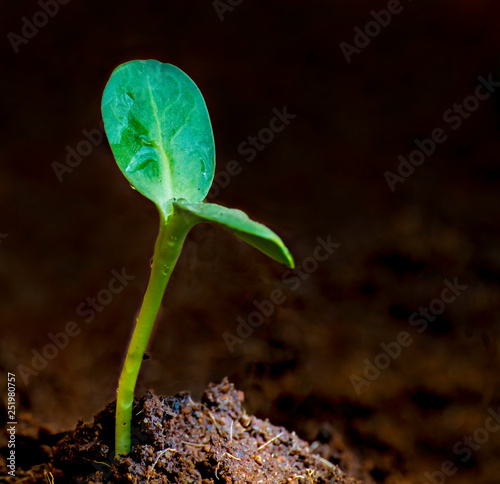Growing new green sprout of sunflower, background of ground, start or beginni...