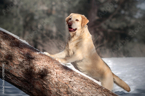  labrador retriever beautiful portrait in the winter snowy forest magical light