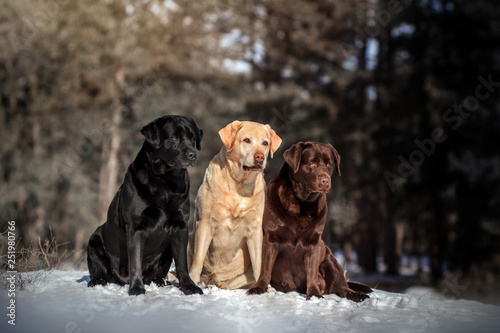 Fototapeta Naklejka Na Ścianę i Meble -   three labrador retriever dogs of different colors walking in a snowy forest beautiful portrait