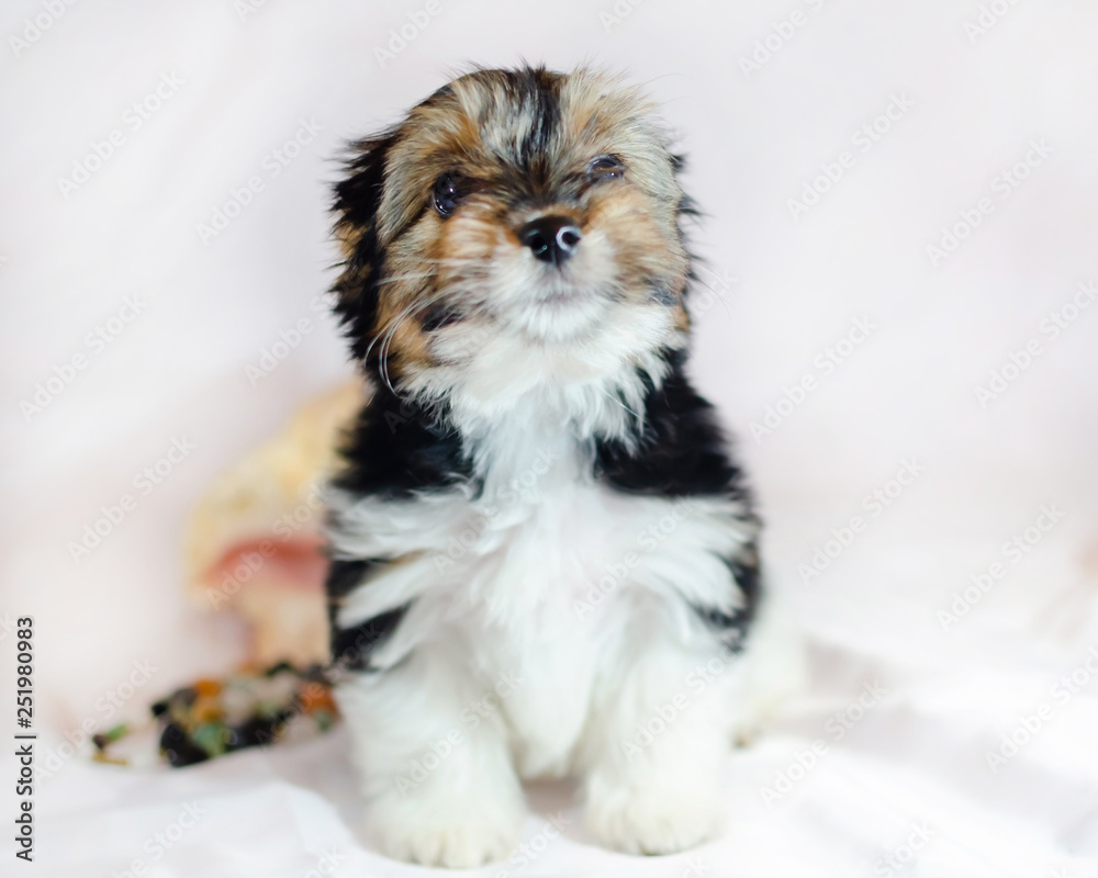 Two month old puppy Biewer-Yorkshire Terrier on a white background. Dog with seashell. Two month old puppy Biewer-Yorkshire Terrier on a white background. Dog with seashell.