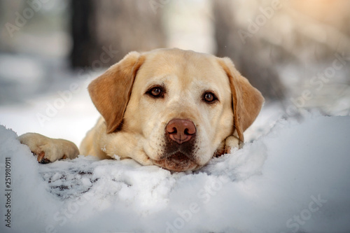  labrador retriever beautiful portrait in the winter snowy forest magical light