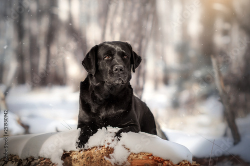 Fotografie labrador retriever black beautiful portrait in the winter snowy forest magical