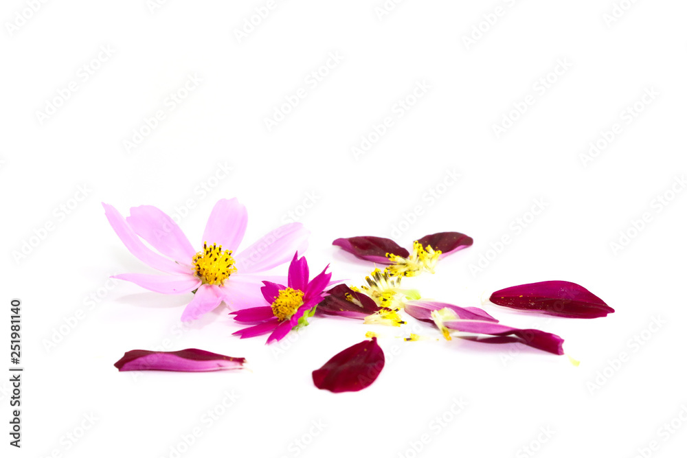 Mexican Aster Flower Close up