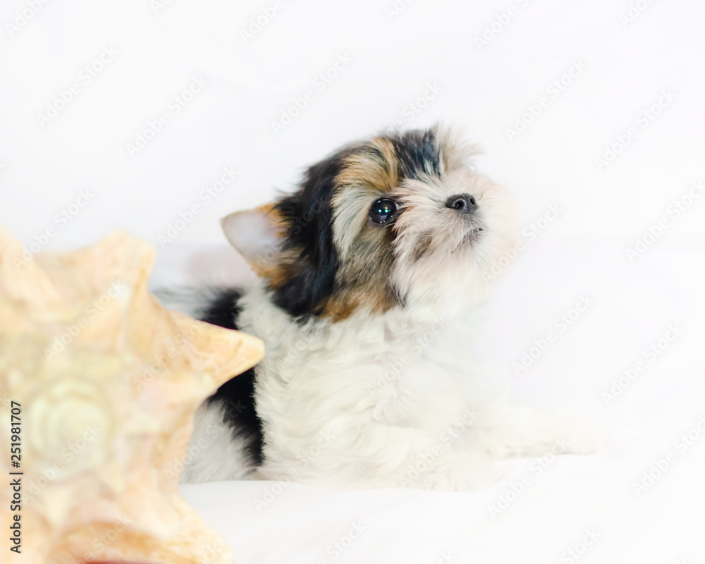 Two month old puppy Biewer-Yorkshire Terrier on a white background. Dog with seashell. Two month old puppy Biewer-Yorkshire Terrier on a white background. Dog with seashell.