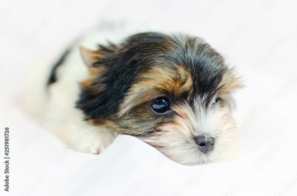Two month old puppy Biewer-Yorkshire Terrier on a white background. Two month old puppy Biewer-Yorkshire Terrier on a white background.