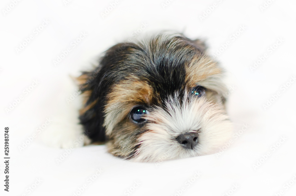 Two month old puppy Biewer-Yorkshire Terrier on a white background. Two month old puppy Biewer-Yorkshire Terrier on a white background.
