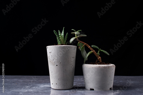 succulent plant in handmade concrete pot in room decoration for cactus lover