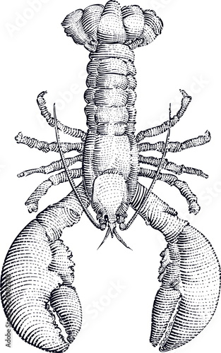 Vector illustration of lobster in the style of scratchboard drawings