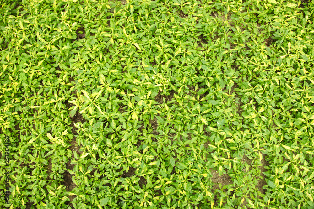 Growing grassy green plants Growing grassy green plants