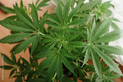 Marijuana plant cannabis