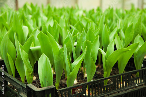 Fototapeta Naklejka Na Ścianę i Meble -   cultivation of tulips in greenhouse