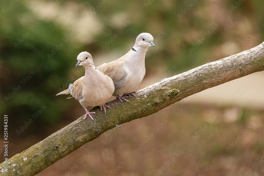 Lovely turtledove. Love birds on the branch. 