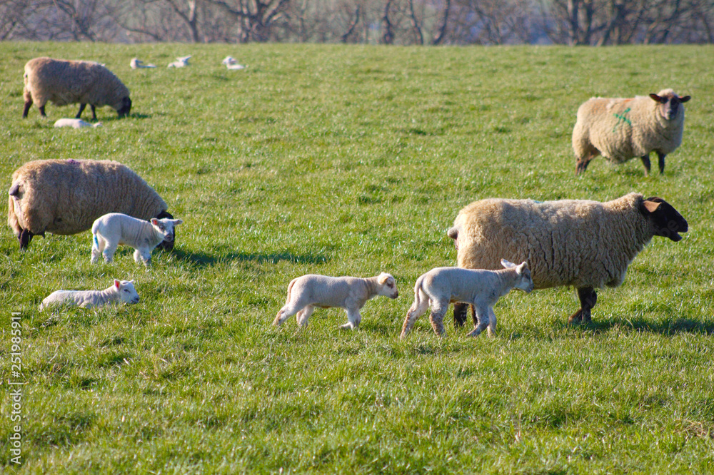 Sheep with their lambs on a meadow during lambing season. Sheep with their lambs on a meadow during lambing season.