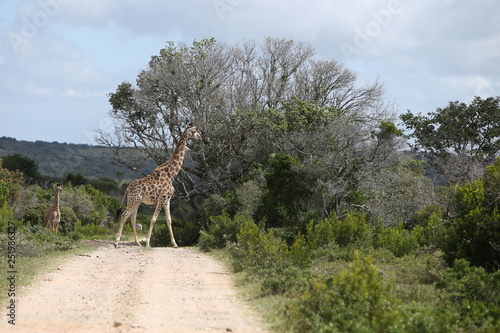 A mother giraffe and her calf walking in the wild in South Africa. Safari concept image. 