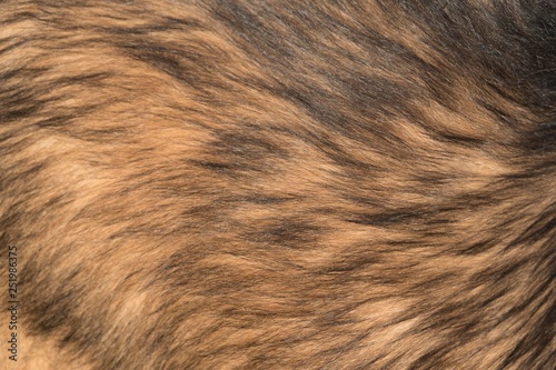 background of dog fur