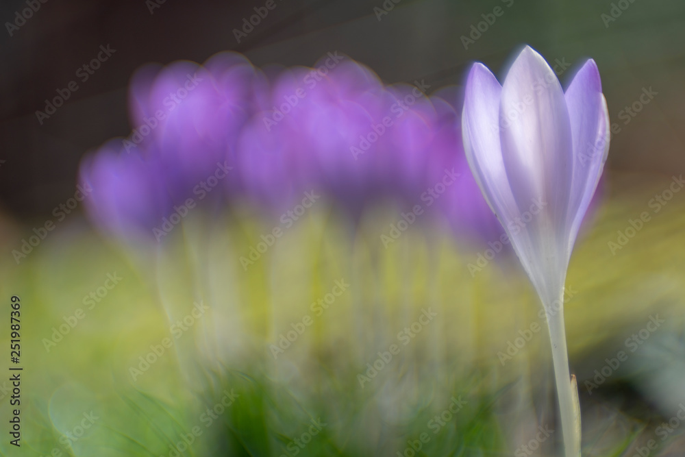 Fototapeta premium Crocuses seen through a vintage lens.
