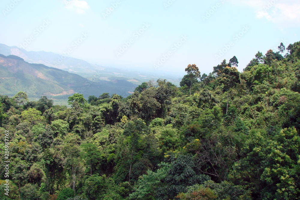 Panorama of a cloudy blue sky over the young trees of a mountain forest on the top of a hill in the background of mountain ranges on the horizon.