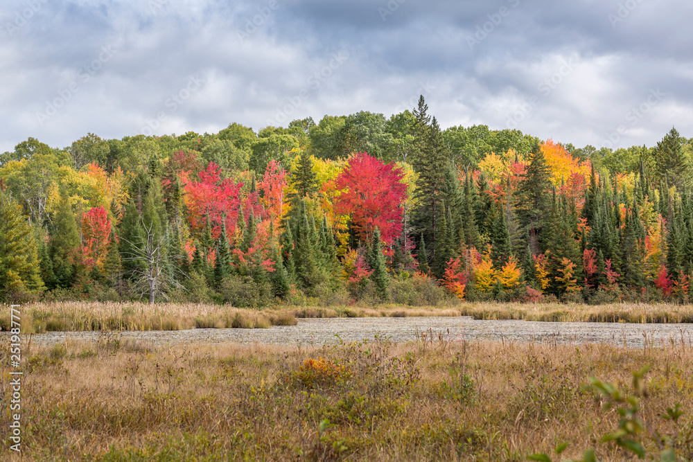 Obraz premium Marshland with colors of indian summer in Renfrew County, Ontario, Canada