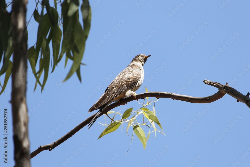 African cuckoo (Cuculus gularis) African cuckoo (Cuculus gularis)