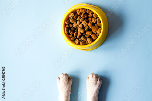 One bowl of yellow color with food and paws with a dog face.