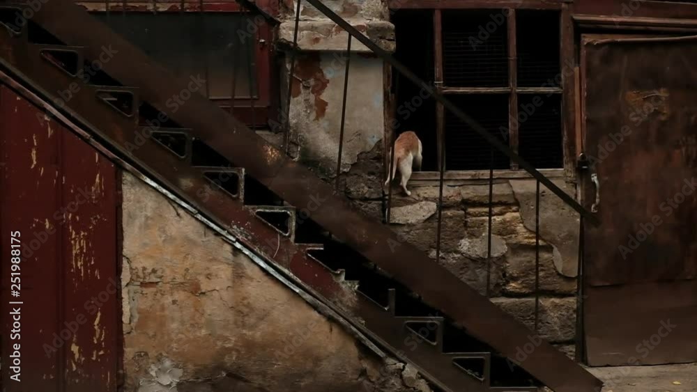 Poor homeless kittens living in some abandonned building Poor homeless kittens living in some abandonned building