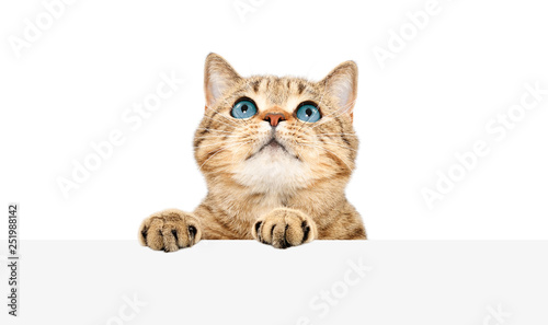 Attractive cat peeking from behind a banner isolated on white background