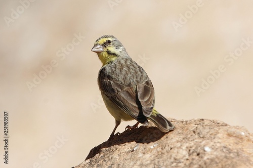 Yellow fronted canary, Crithagra mozambica © ChrWeiss