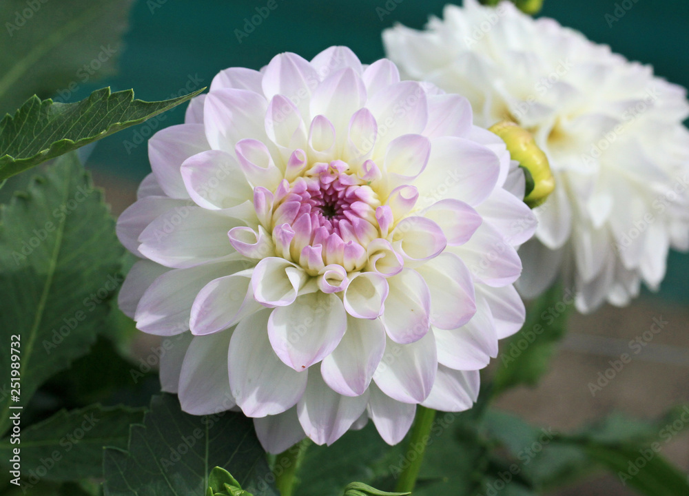 Fototapeta premium Dahlia decorative Eveline