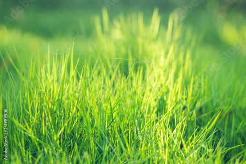 Closeup of fresh green grass. 