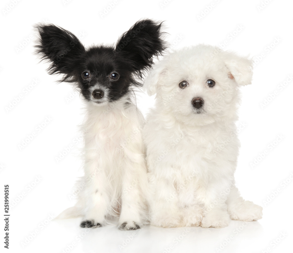 Little puppies together on white background Little puppies together on white background